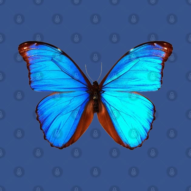 Blue Butterfly by MAMMAJAMMA