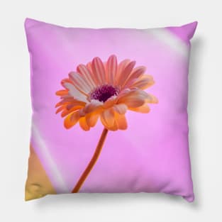 Gerbera Daisy - Electric Pillow