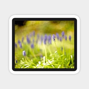 MUSCARI Magnet