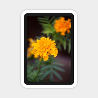 Marigold VIII Magnet