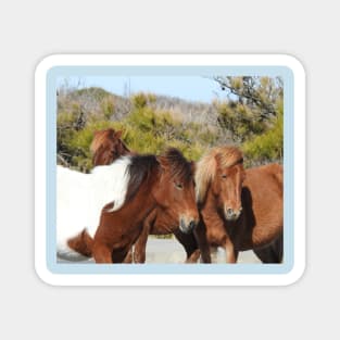 Wild horses, Assateague Island, Wildlife, Gifts Magnet