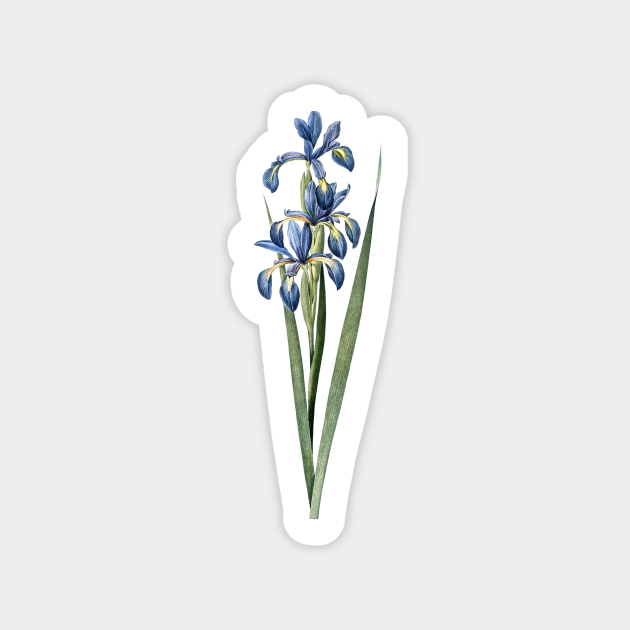 antique victorian botanical print lavender blue iris ornamental flower illustration digital download