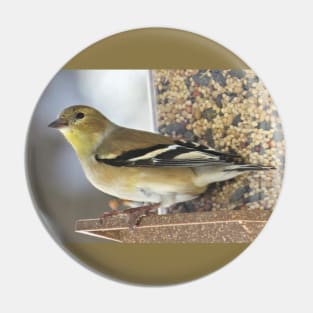 Goldfinch at Feeder No.2 Pin