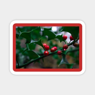 Wild Holly Berries Magnet