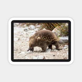 Echidna, Cradle Mountain, Tasmania Magnet