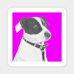 Jack Russell Crossbreed in Pink Headshot Magnet