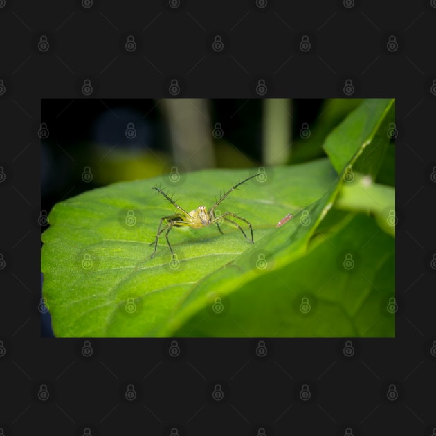 Striped lynx spider saying "come at me, bro!" by AvonPerception