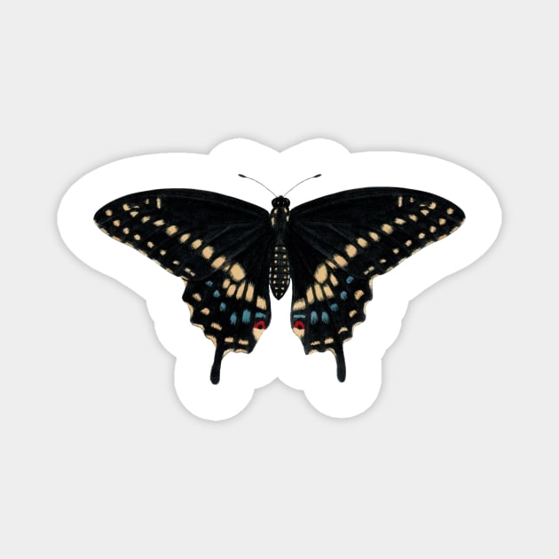Black Swallowtail Magnet by JadaFitch