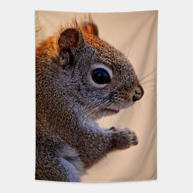 Red Squirrel Tapestry by jaydee1400