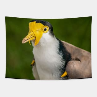 Australian Masked Lapwing (Plover) Tapestry