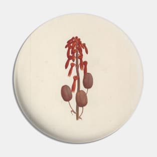 Aloe macrocarpa Todaro (Aloe) by Luigi Balugani Pin