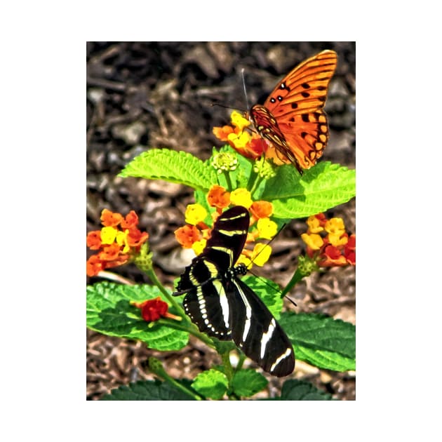 Butterflies - Monarch Butterfly and Zebra Butterfly by SusanSavad