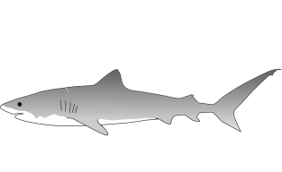 Anatomy of a Shark T-Shirt (white text) Magnet