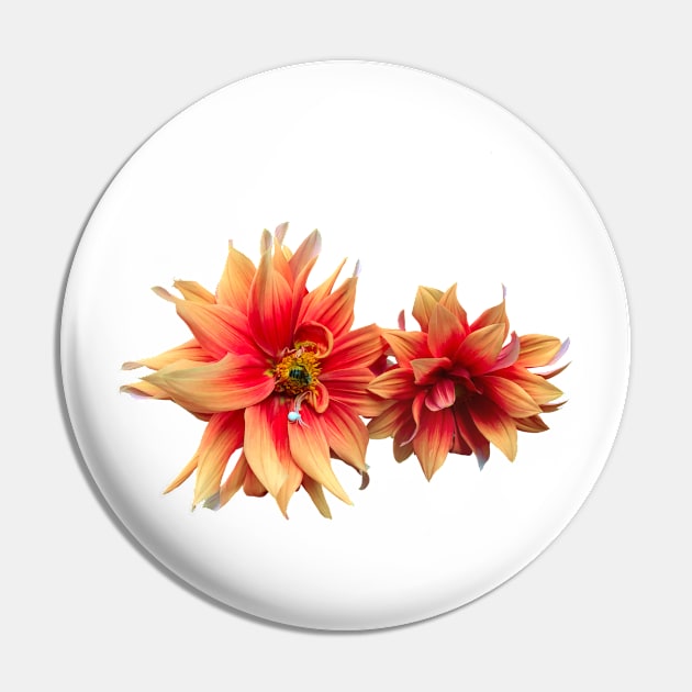 Dahlia Euphoria Pin by Seaprite