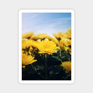 yellow chrysanths field Magnet