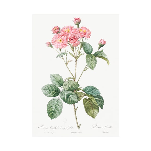 Carnation Petalled Variety of Cabbage Rose also known as Rose bush (Rosa Centifolia Caryophyllea) from Les Roses (1817–1824) by Pierre-Joseph Redouté. by Elala