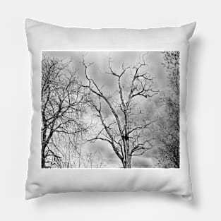 tree, autumn black and white design - Old tree Pillow