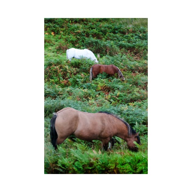 Three horses grazing in the Scottish Highlands by richflintphoto