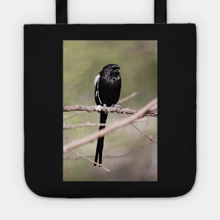 Long-tailed Shrike, Serengeti, Tanzania Tote