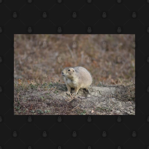 Wild Prairie Dog by MarieDarcy