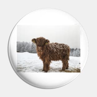 Scottish Highland Cattle Calf 1874 Pin