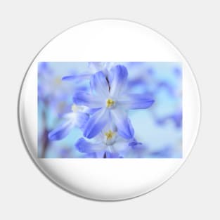 Chionodoxa forbesii  &#39;Blue Giant&#39;  Glory of the snow Pin