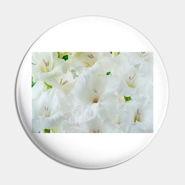 Gladiolus  'White Friendship' Pin by chrisburrows