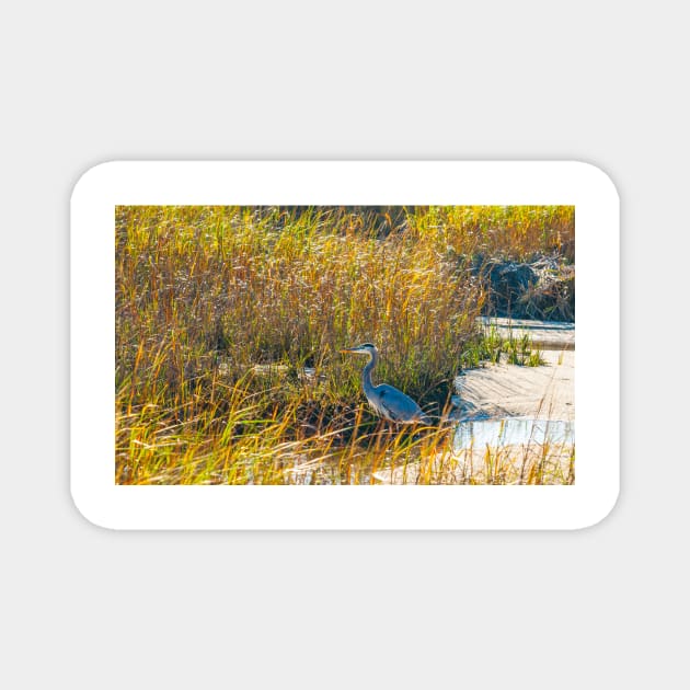 Great Blue Heron in breeding plumage stands at the water’s edge at Hatches Harbor near Provincetown.  Looks great on phone case or as a canvas print on your wall Magnet by brians101