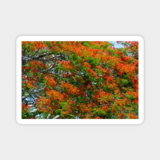 Royal Poinciana Flowering Tree Magnet