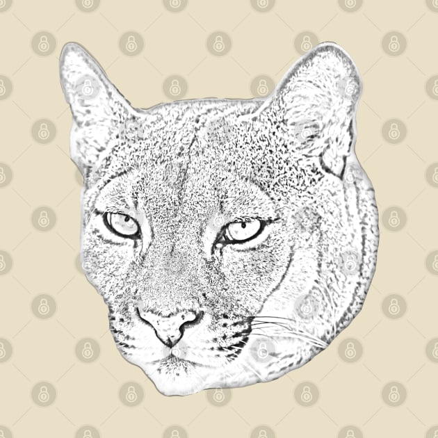 Mountain lion face converted to a drawing by dalyndigaital2@gmail.com