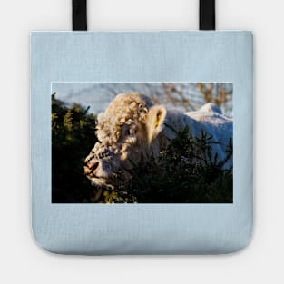 Bullock in hiding Tote