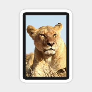 African Lion, Serengeti, Tanzania Magnet