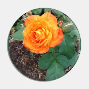 My Favorite Orange Rose Pin