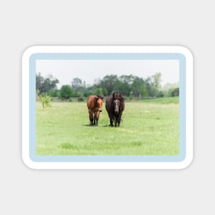 Two horses on pasture looking at camera Magnet