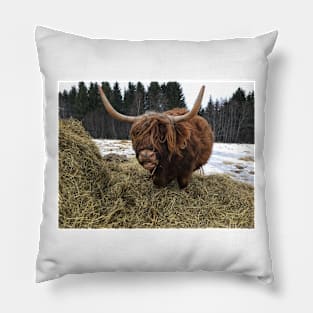 Scottish Highland Cattle Cow 2323 Pillow