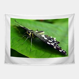 Butterfly Eyes Tapestry