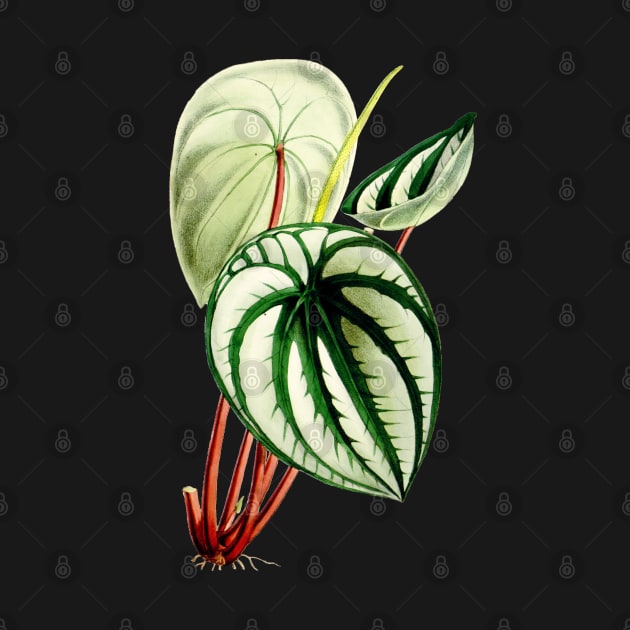 Peperomia argyreia - Curtis' botanical magazine - Botanical Illustration by chimakingthings