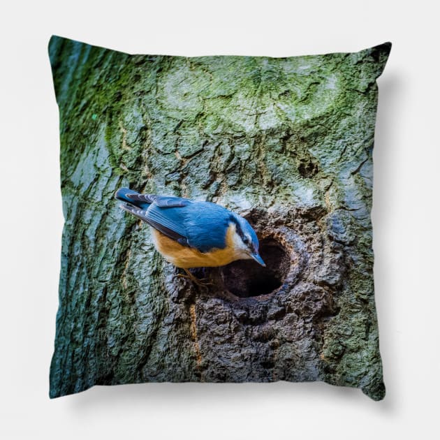 Eurasian blue tit looking in next to an entry to a nest Pillow by Czajnikolandia