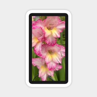 Pink and Yellow Gladiola Magnet