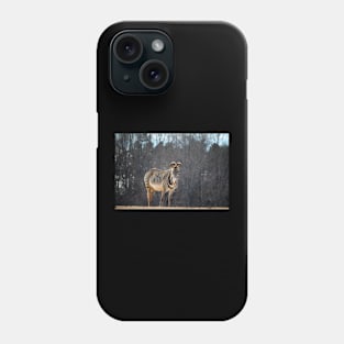 Zebra Looking At You Phone Case