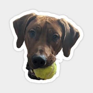 Rhodesian Ridgeback at Play Magnet