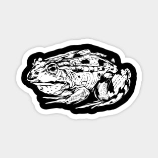 Drawing of a frog Magnet