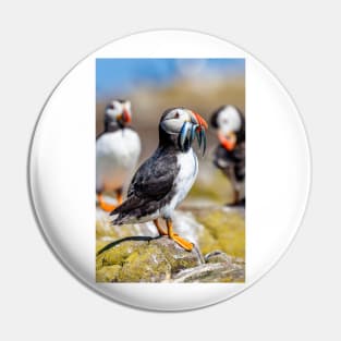 Atlantic Puffin with Sand Eels Pin