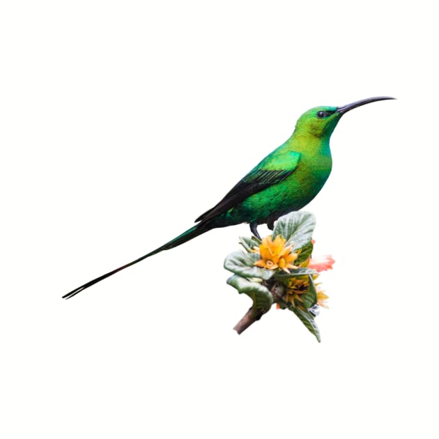 Malachite Sunbird Male in Metallic Green Breeding Plumage by scotch