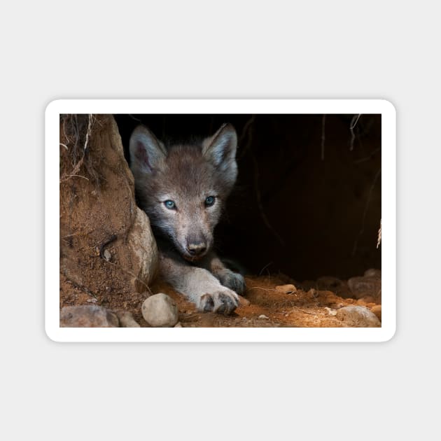 Young Gray Wolf Magnet by jaydee1400