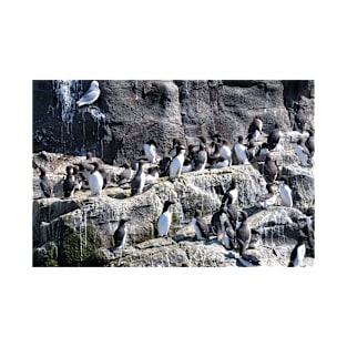 Guillemot Rock - Farne islands, Northumberland T-Shirt