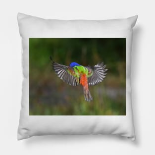 Painted Bunting Bird Flying Colors Pillow