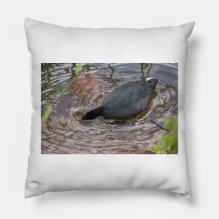 Hawaiian coot 3 Pillow