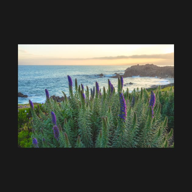 Monterey Coast in Spring by jvnimages