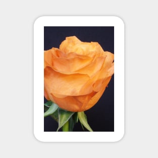 Orange Rose Magnet